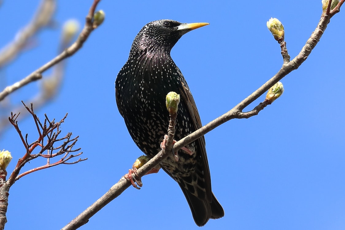 Common Starling by PETER MILES BirdGuides