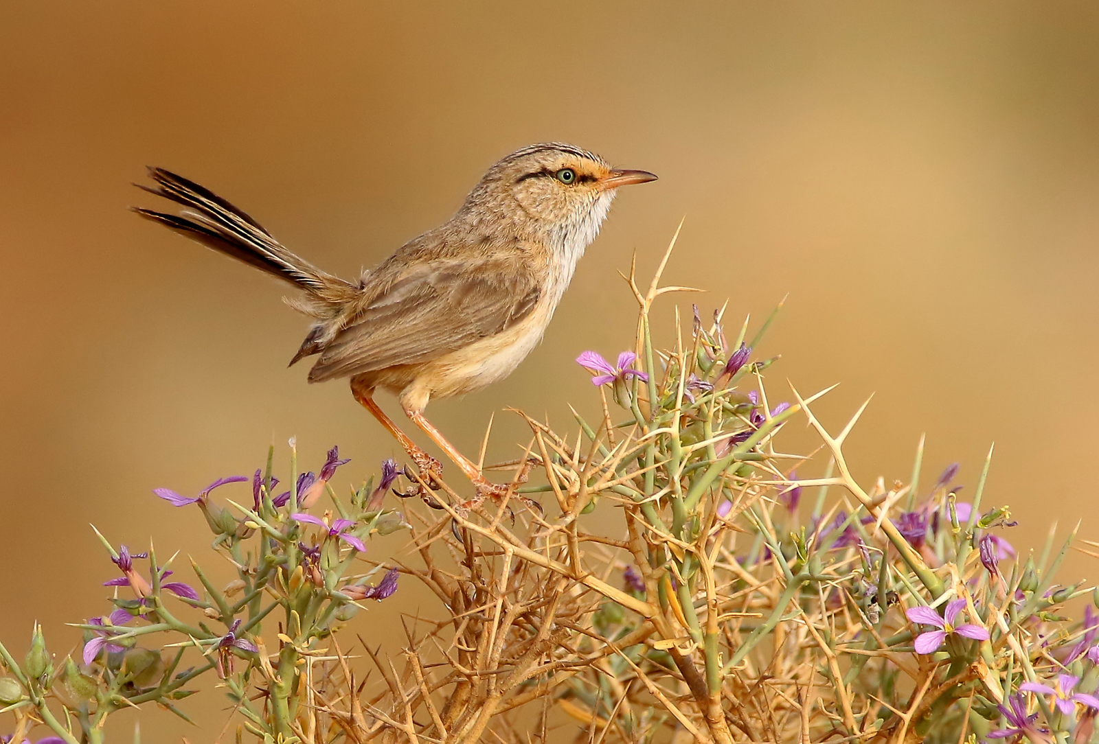 Details Streaked Scrub Warbler BirdGuides