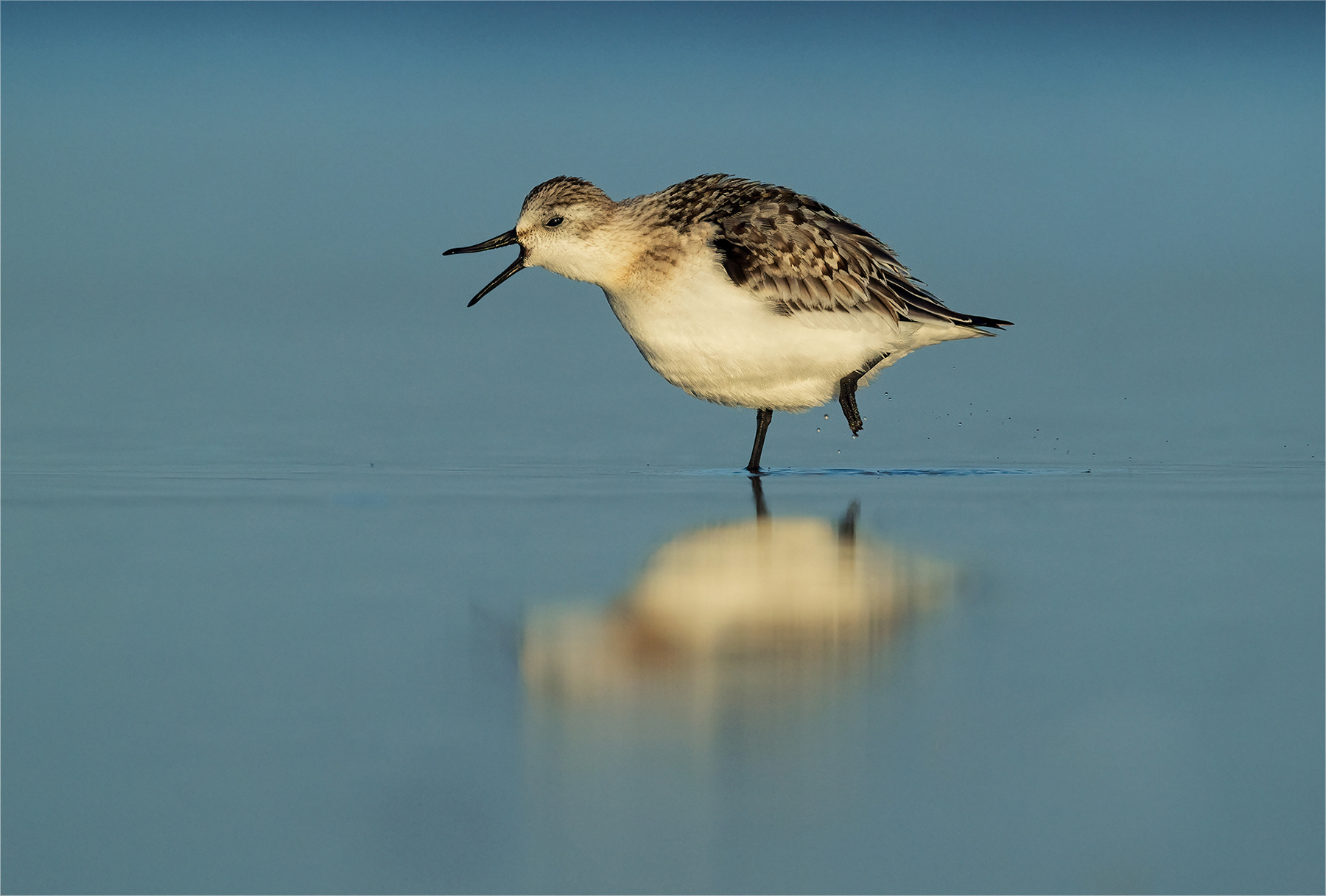 Protection zone introduced to help declining Sanderlings on Isle of ...