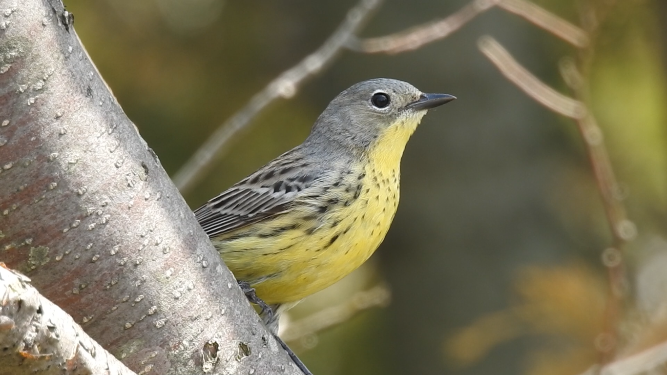 Details Kirtland's Warbler BirdGuides