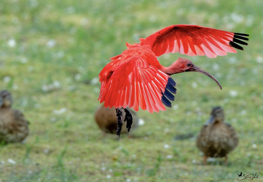 【美品】Dr.ibis Rouge secound Dr.ibis ドクターイビス ルージュセカンド 【公式通販】
