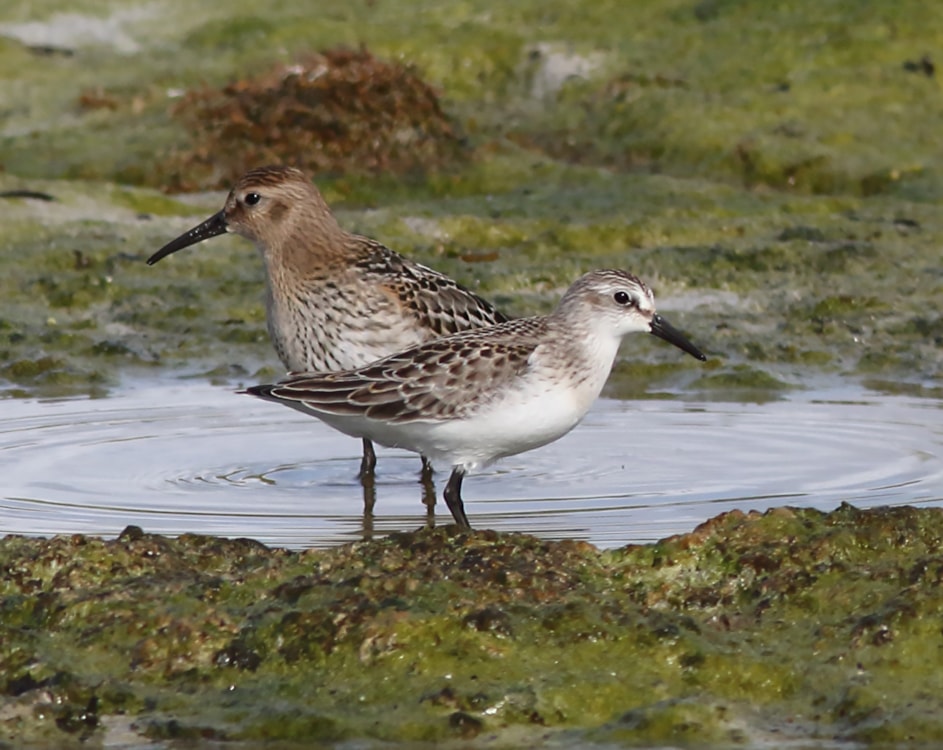 Semipalmated Sandpiper by John McInnes - BirdGuides