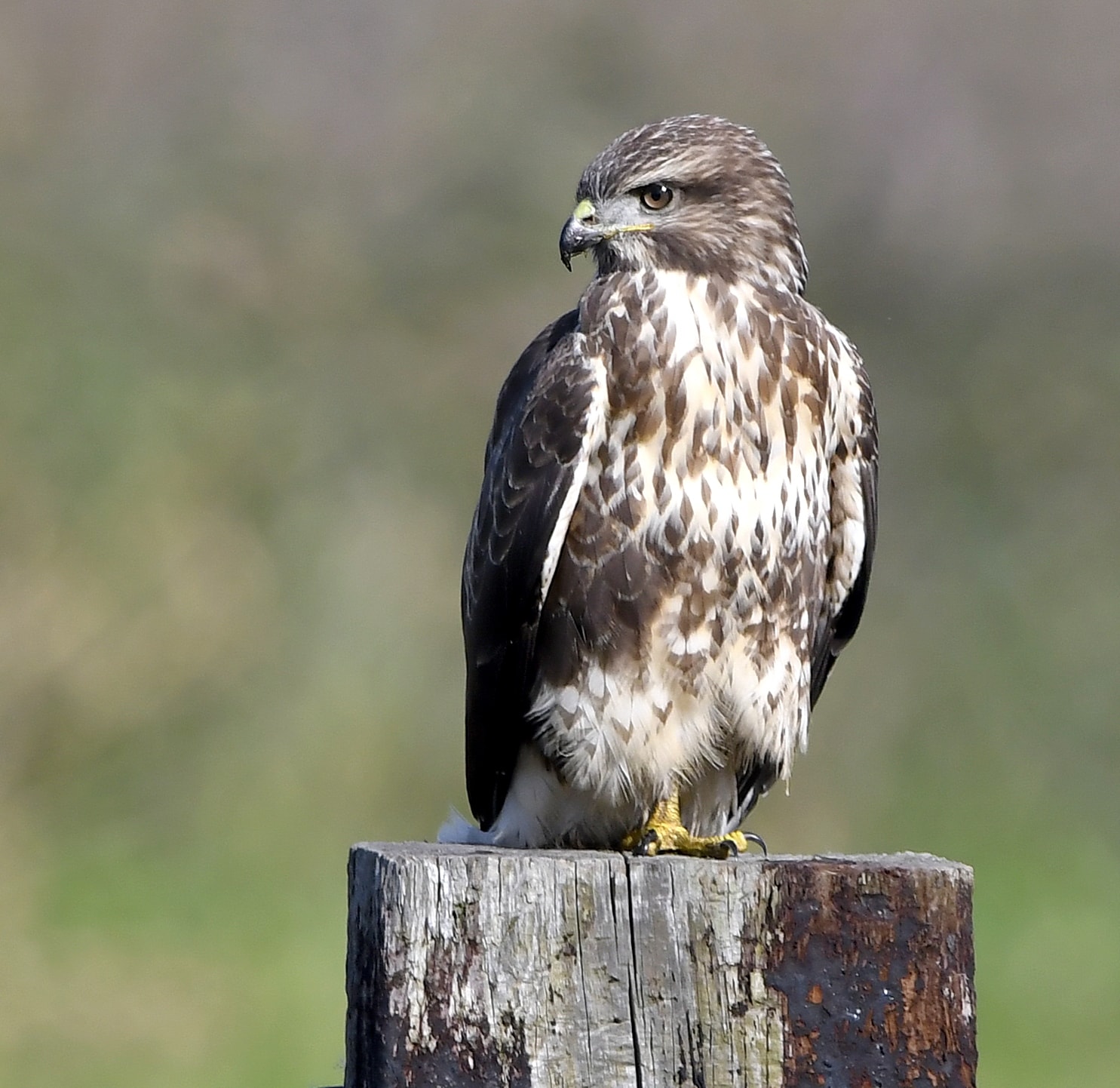 Common Buzzard By Carl Bovis BirdGuides Common Buzzard By Carl Bovis BirdGuides