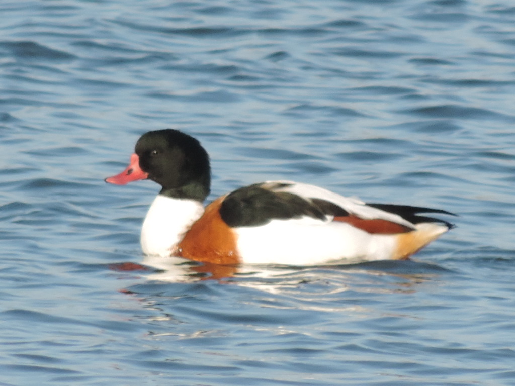 Common Shelduck by Michael Lawrence - BirdGuides