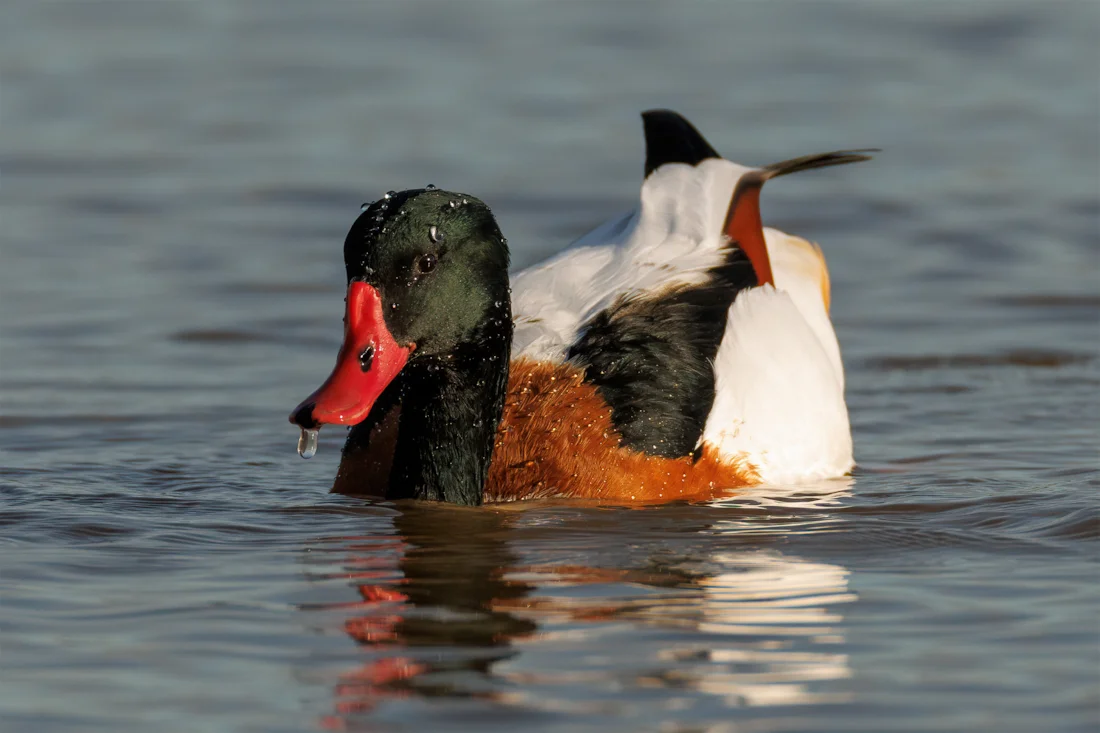 Common Shelduck by Andy Ambrose - BirdGuides