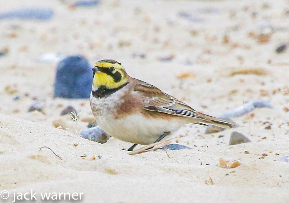 Great Yarmouth Birdwatching Site BirdGuides