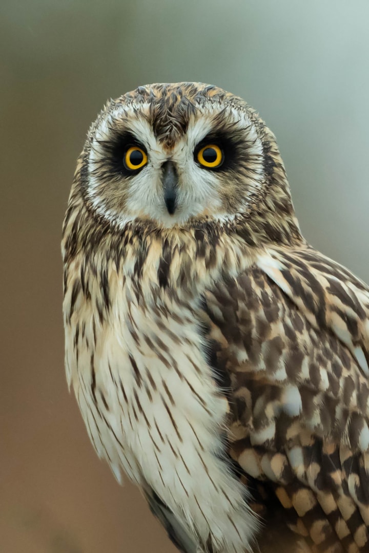 Shorteared Owl by Martyn Sidwell BirdGuides