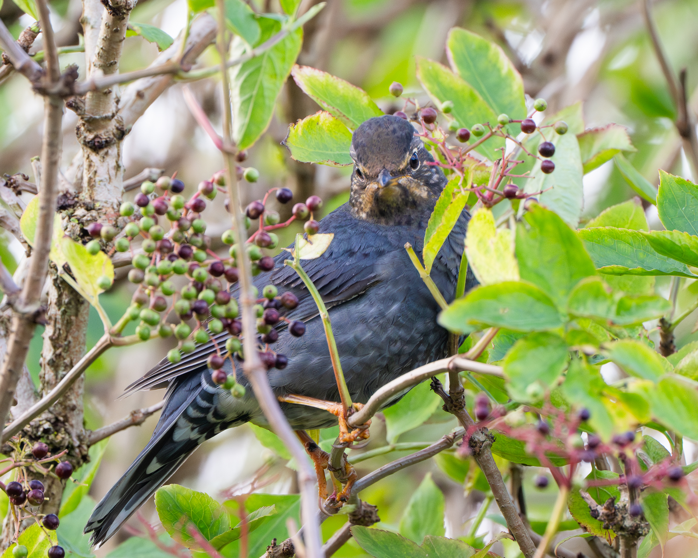 Siberian Thrush by Tom Hines - BirdGuides