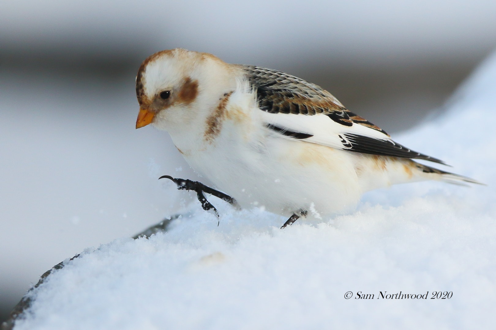 Snow Bunting by Sam Northwood BirdGuides