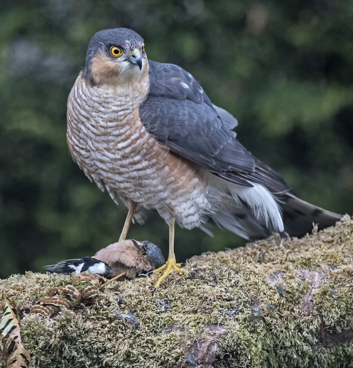 Eurasian Sparrowhawk by Wayne Davies BirdGuides