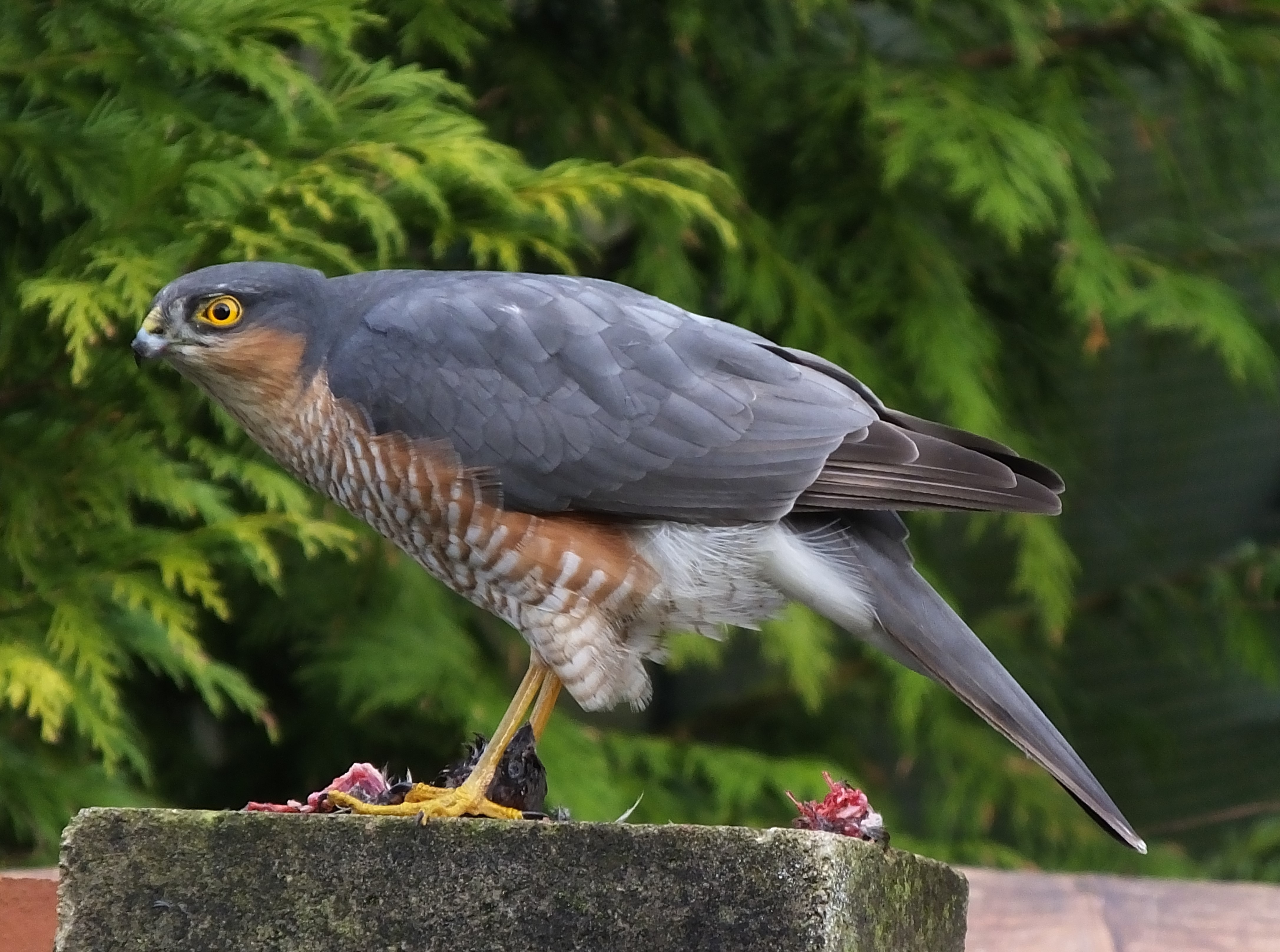 Eurasian Sparrowhawk By Steve Smith BirdGuides Eurasian Sparrowhawk By Steve Smith BirdGuides
