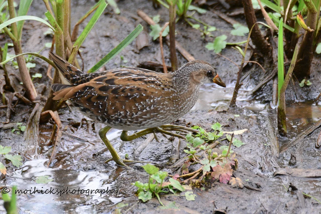 Spotted Crake by Moi Hicks - BirdGuides