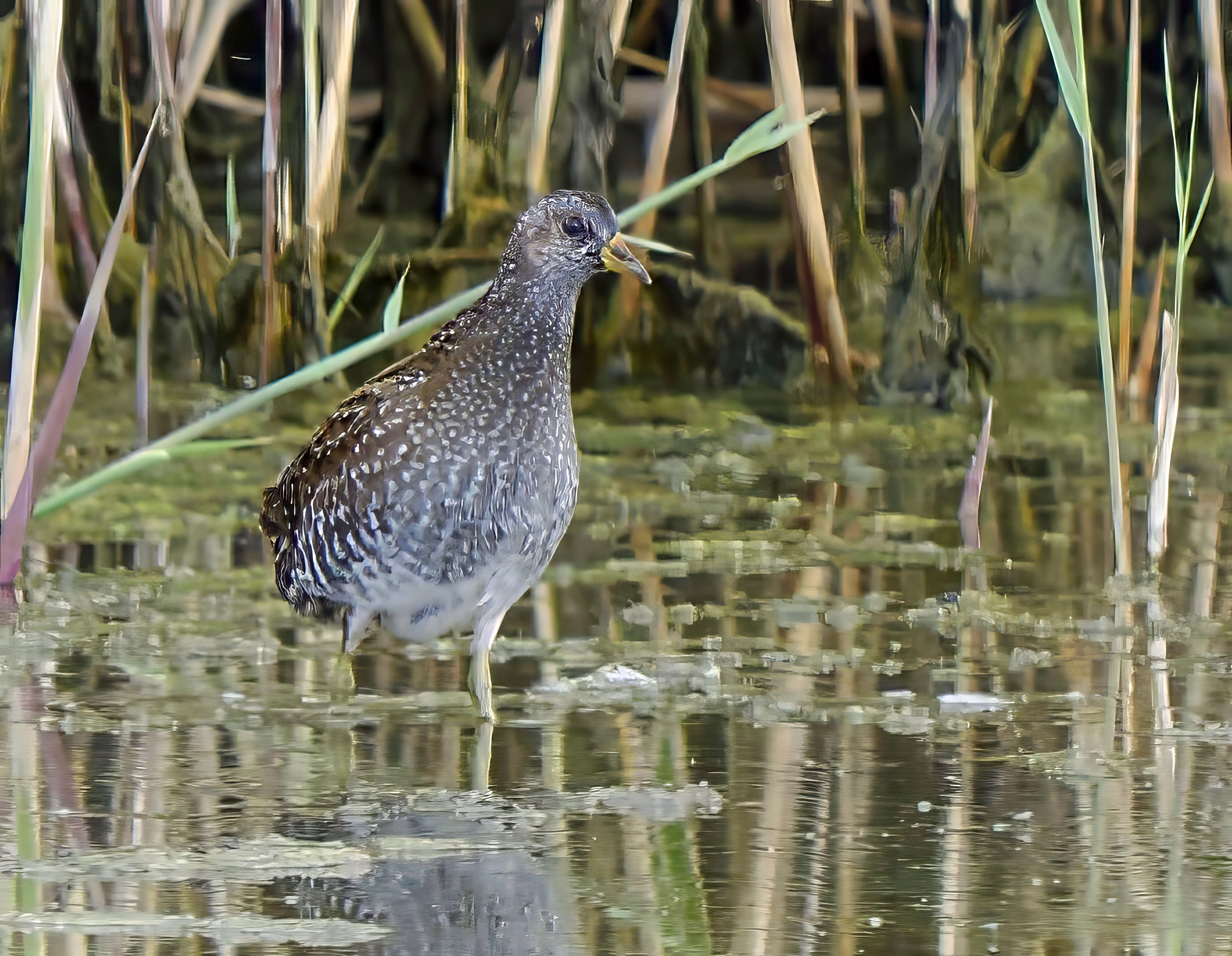 Spotted Crake by Mark Joy - BirdGuides