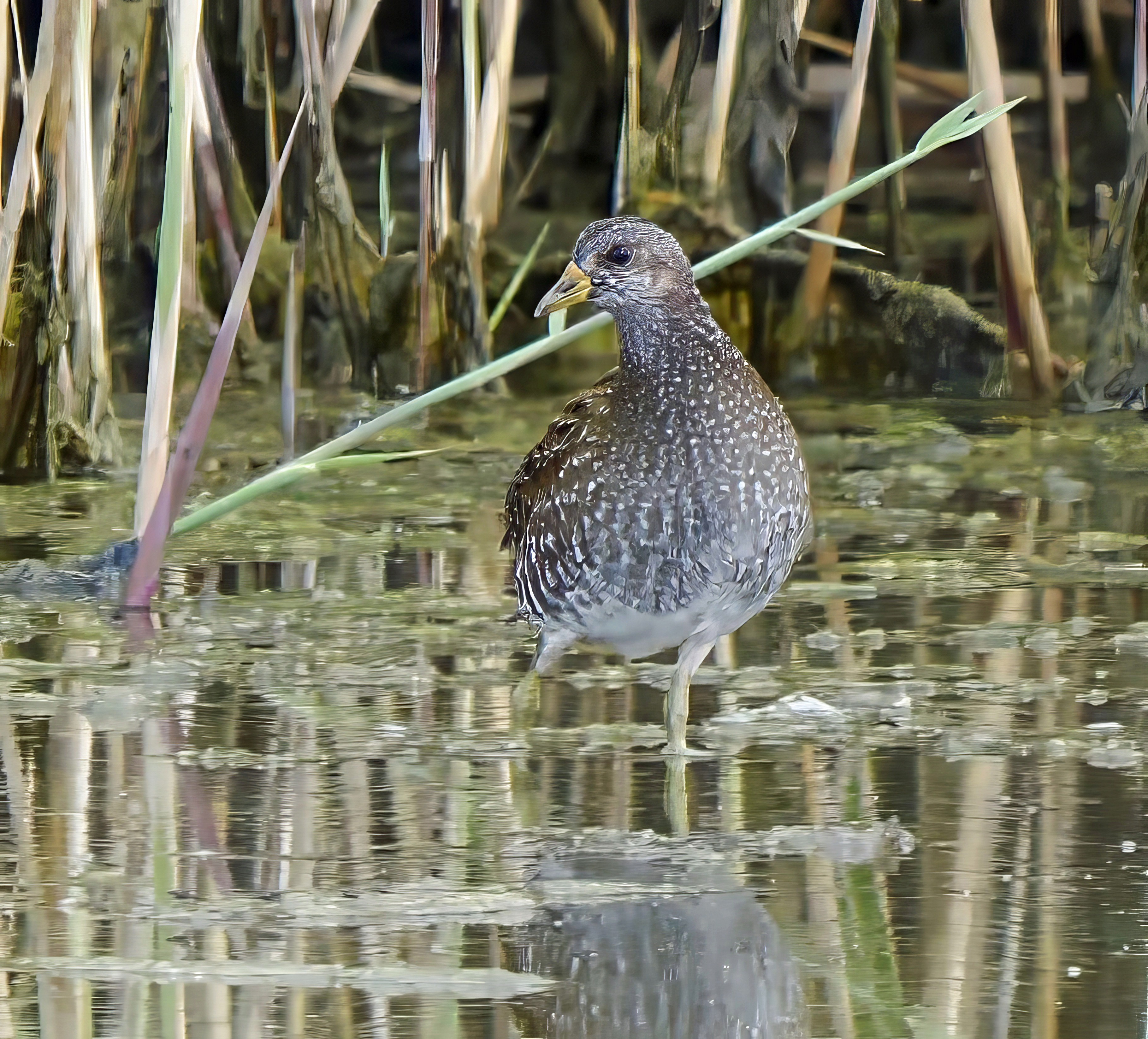 Spotted Crake by Mark Joy - BirdGuides