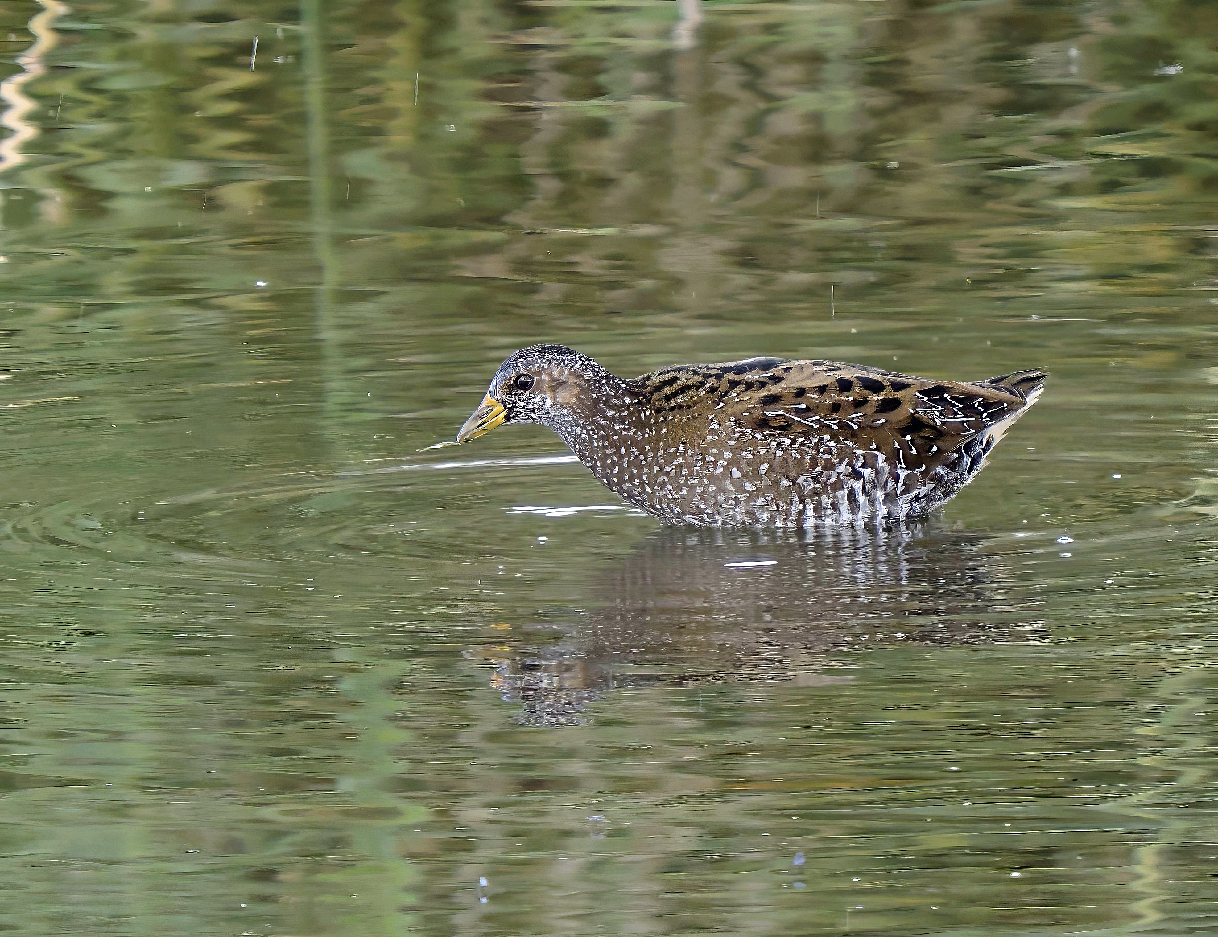 Spotted Crake by Mark Joy - BirdGuides