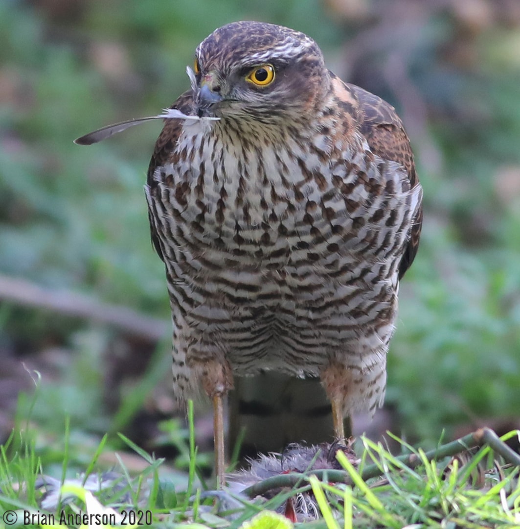 Eurasian Sparrowhawk by Brian Anderson - BirdGuides