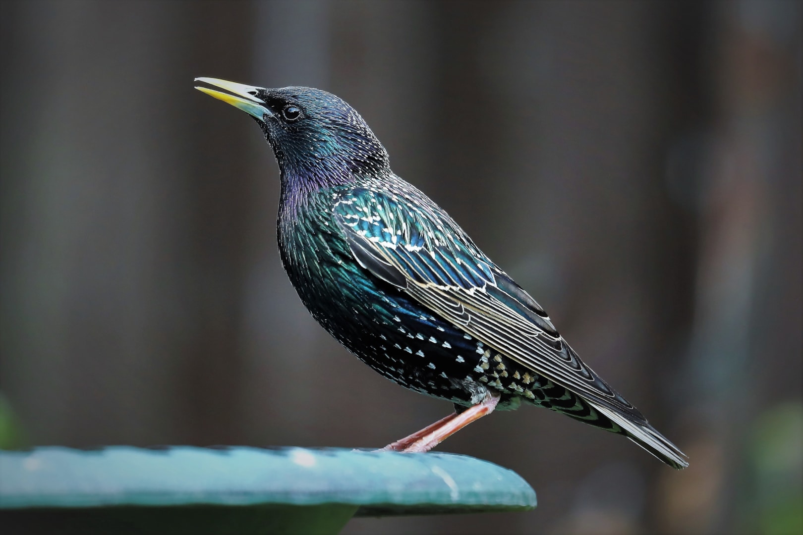 Common Starling by PETER MILES BirdGuides