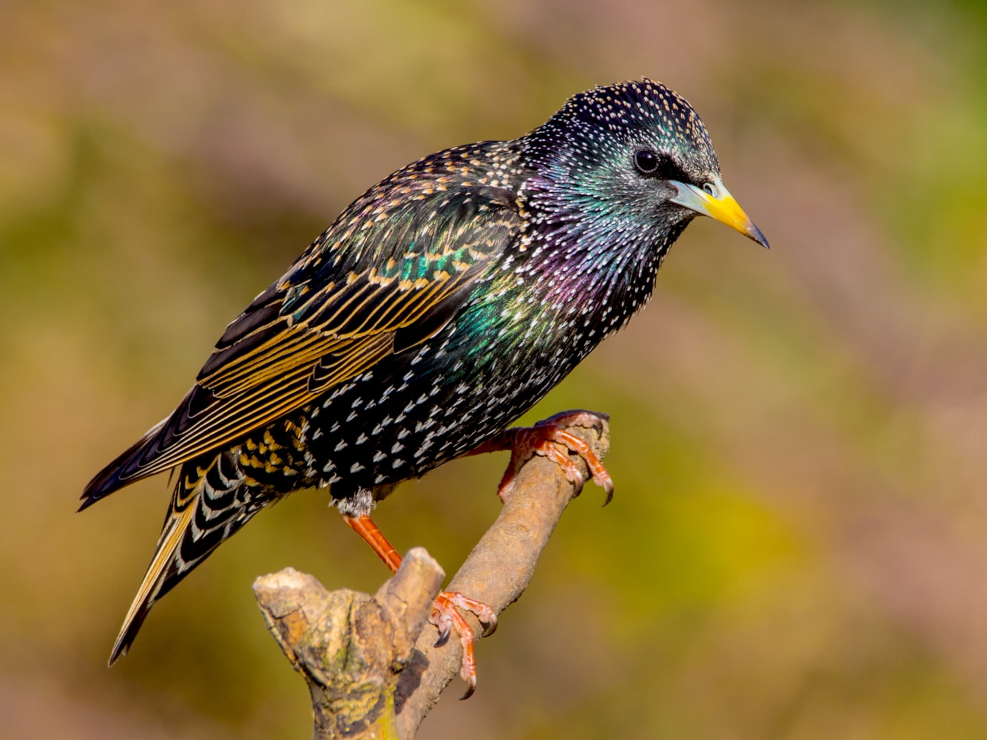 Common Starling by John Atkins - BirdGuides