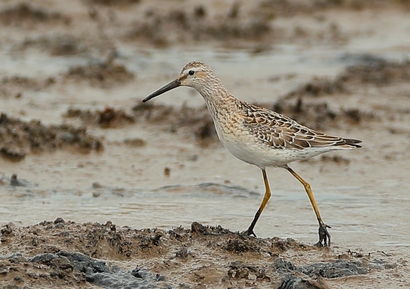 Stilt Sandpiper by Mike Trew BirdGuides