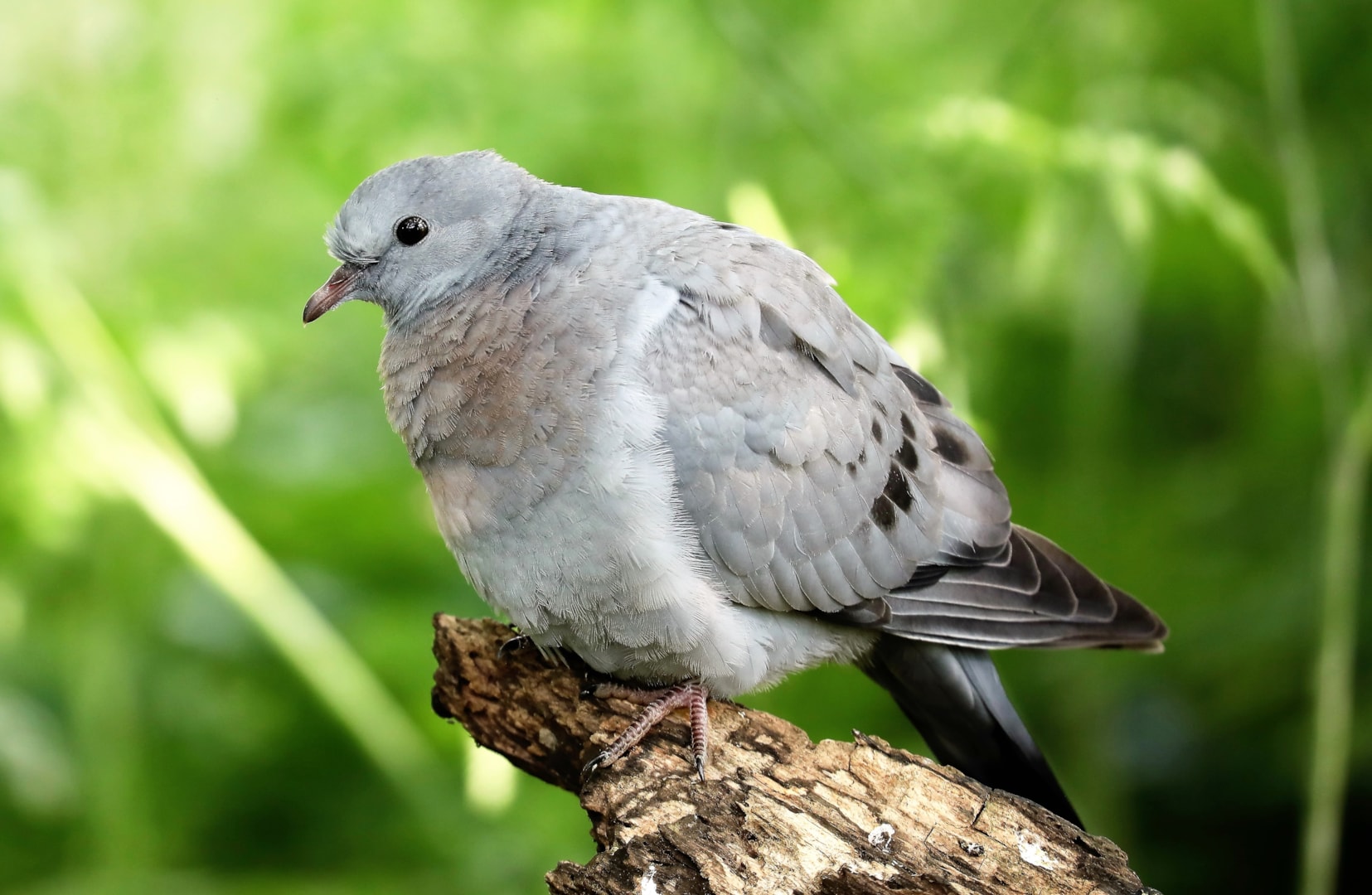 Stock Dove by PETER MILES BirdGuides