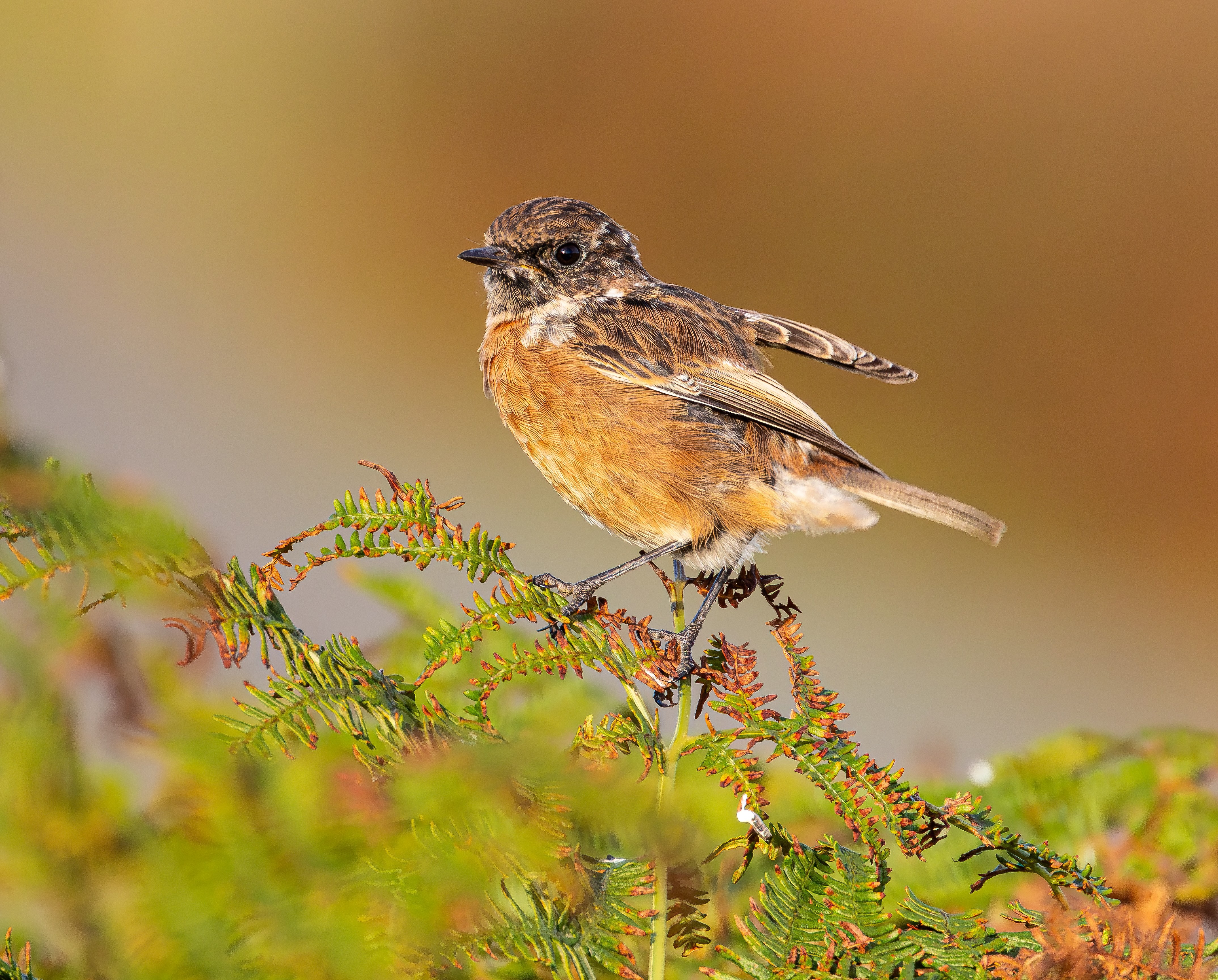 European Stonechat by George Ewart - BirdGuides