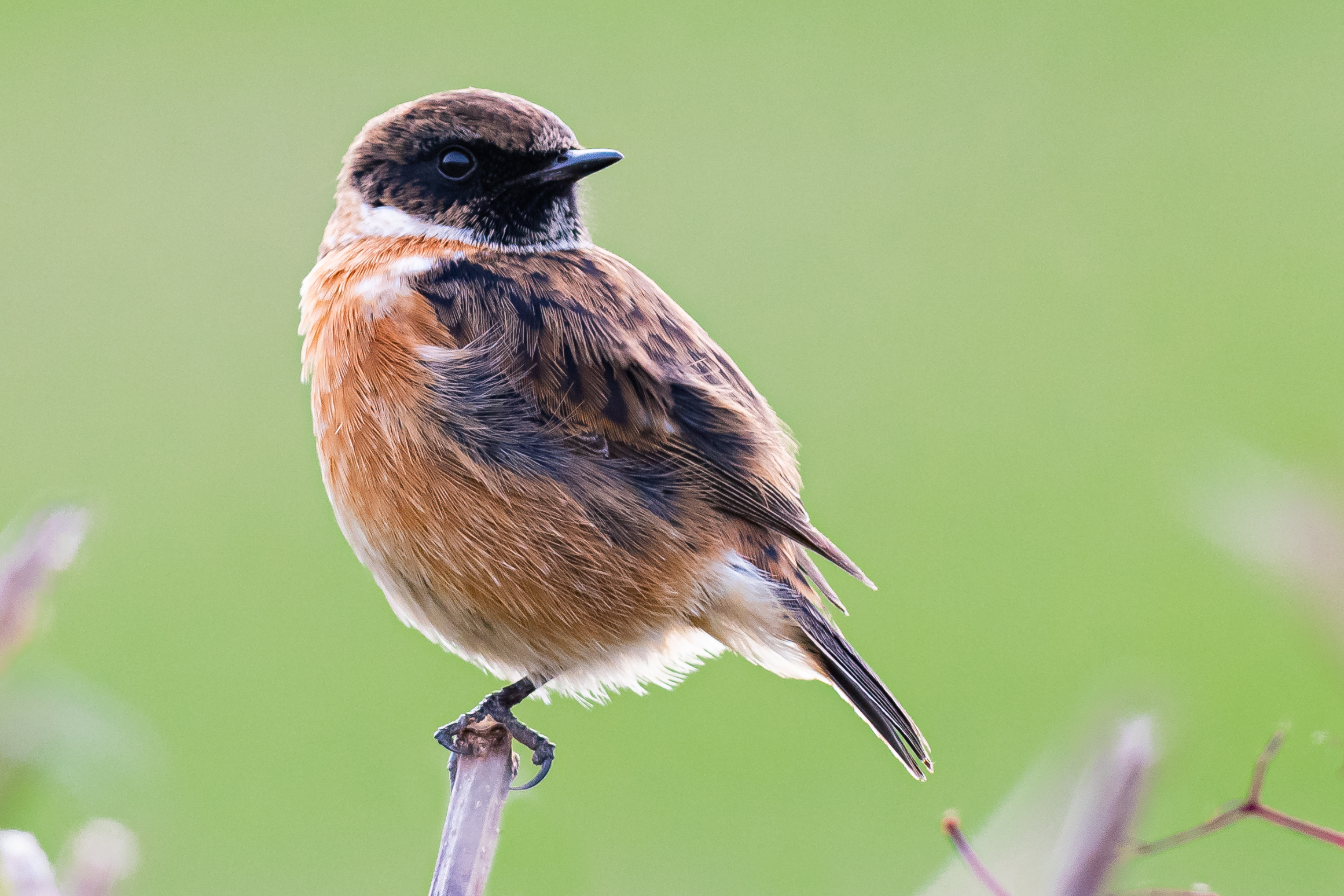 European Stonechat by Geoff Snowball - BirdGuides