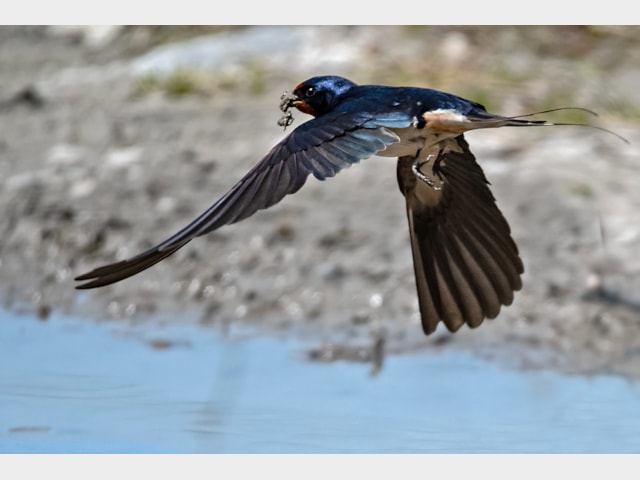 Details Swallow Birdguides Details Swallow Birdguides