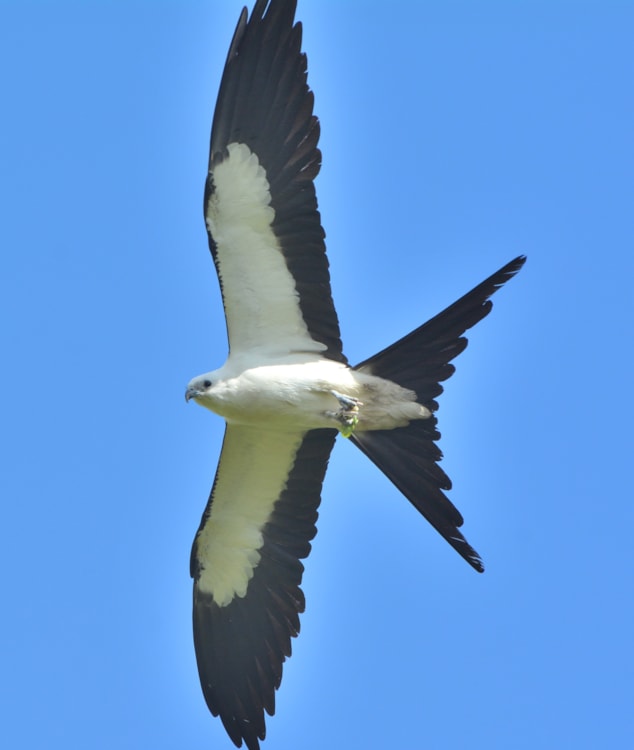 Swallowtailed Kite by Carl Hewitt BirdGuides