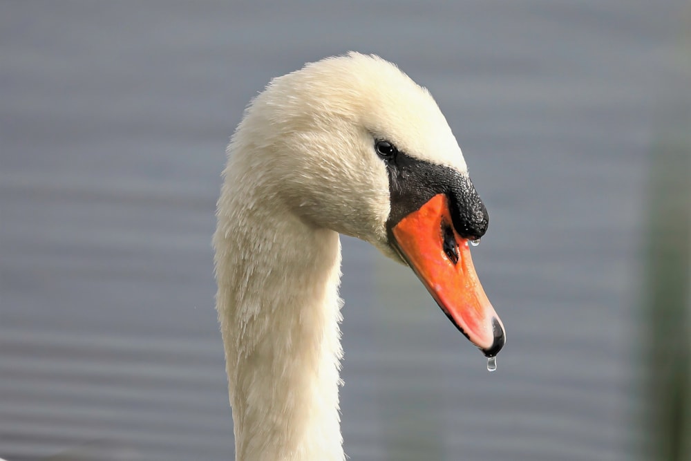 Swan dies after being shot in Buckinghamshire BirdGuides