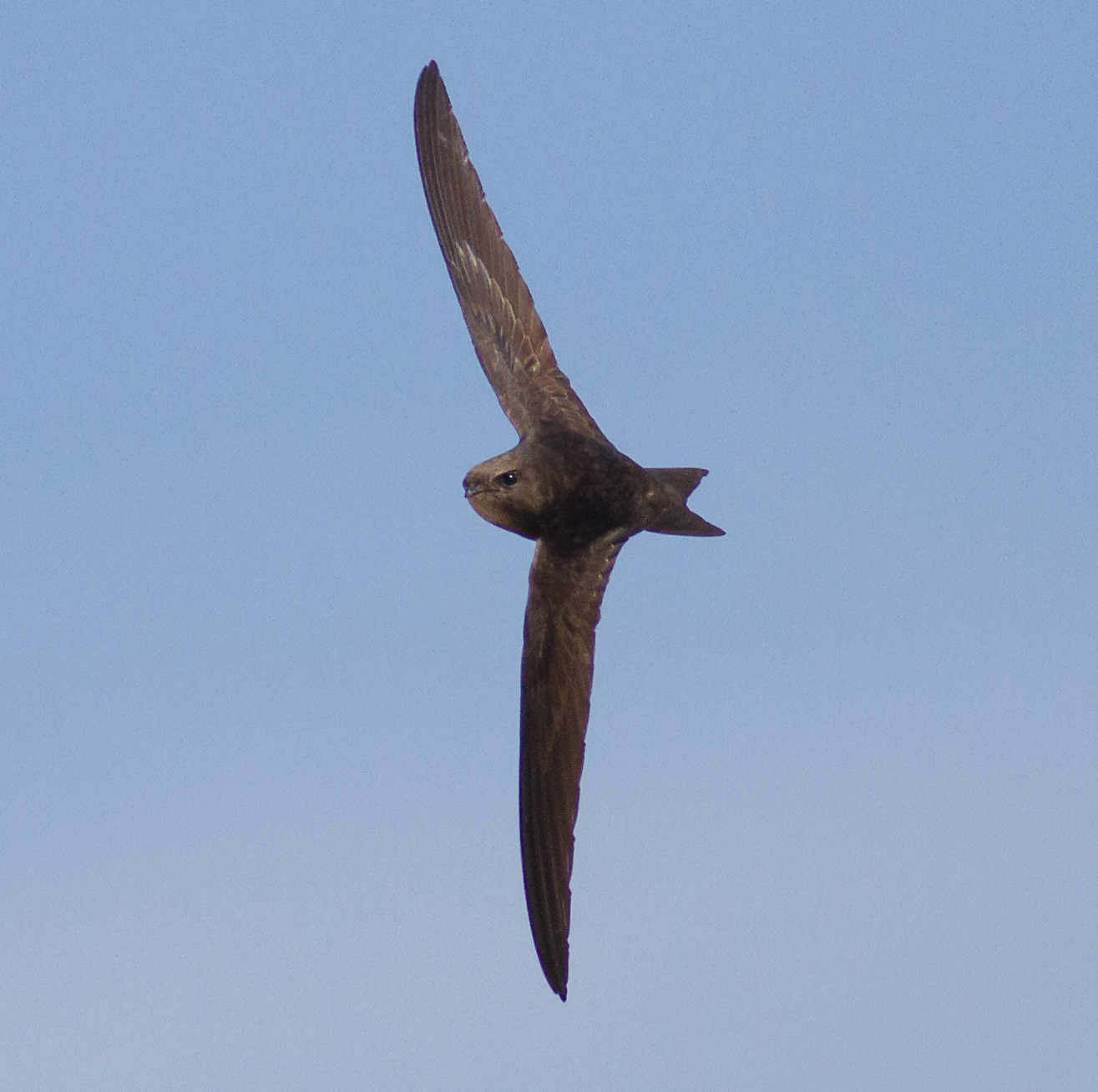 Details : Common Swift - BirdGuides