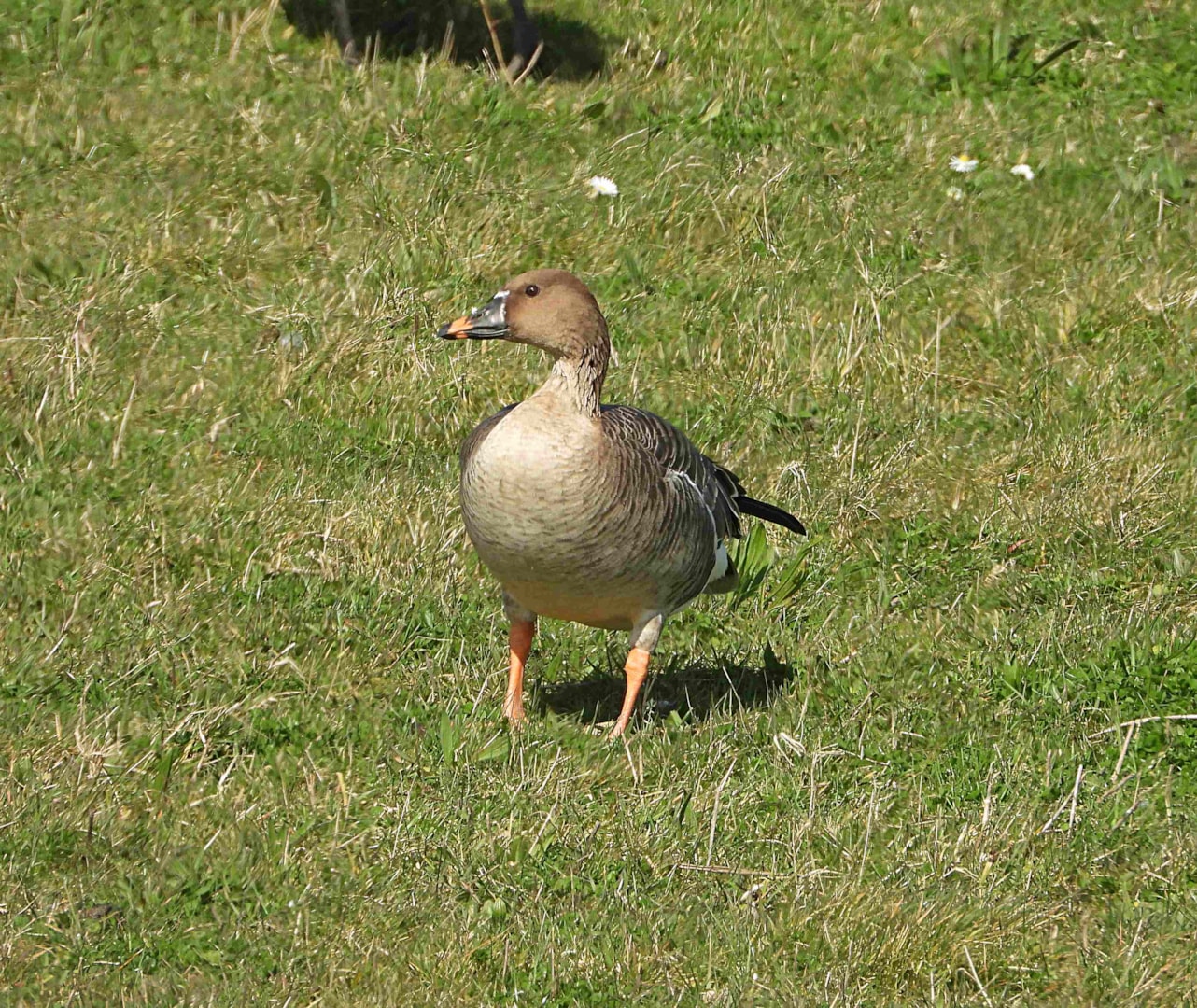 Tundra Bean Goose by Dave Ward BirdGuides