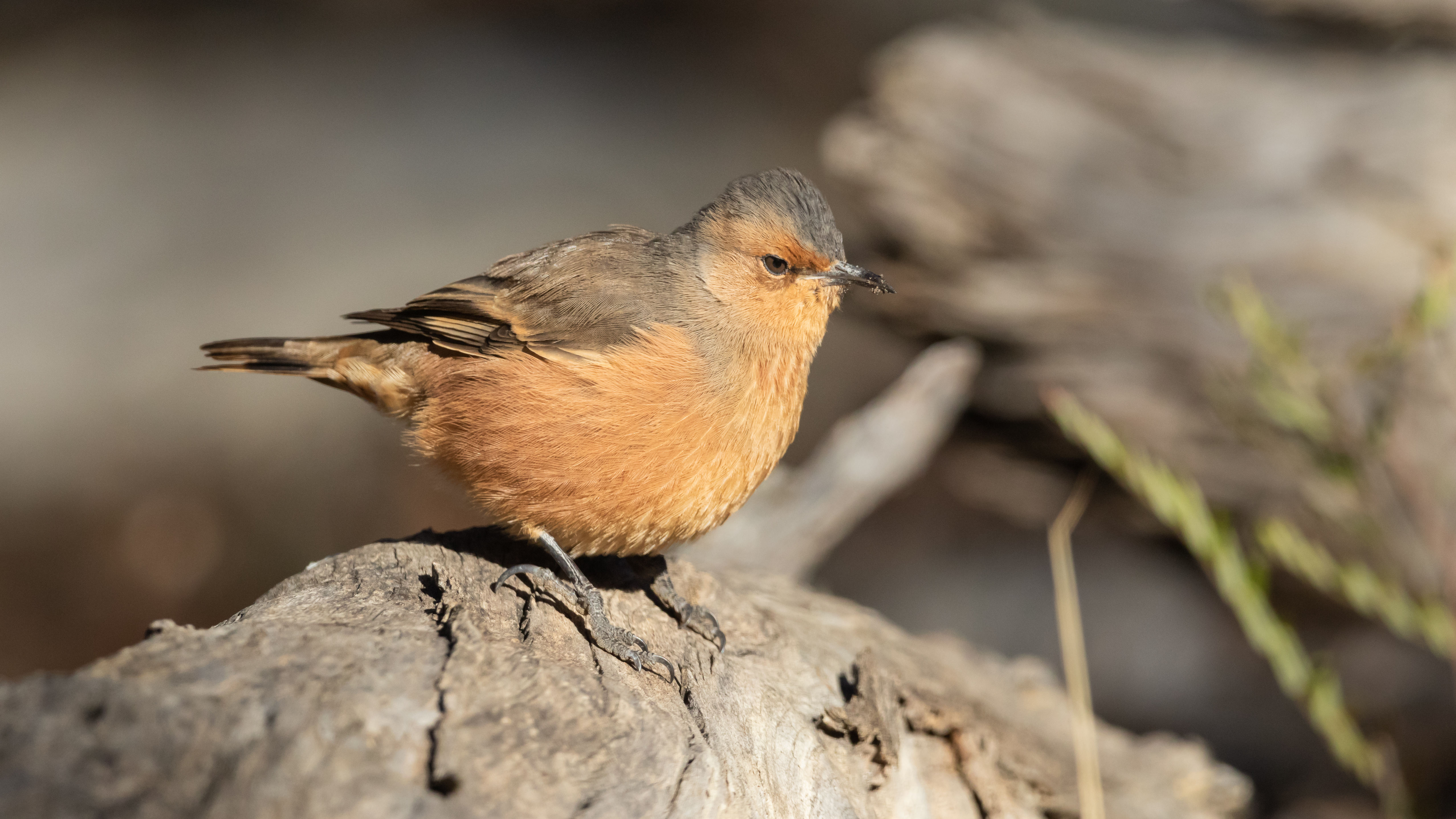 Details Rufous Treecreeper BirdGuides