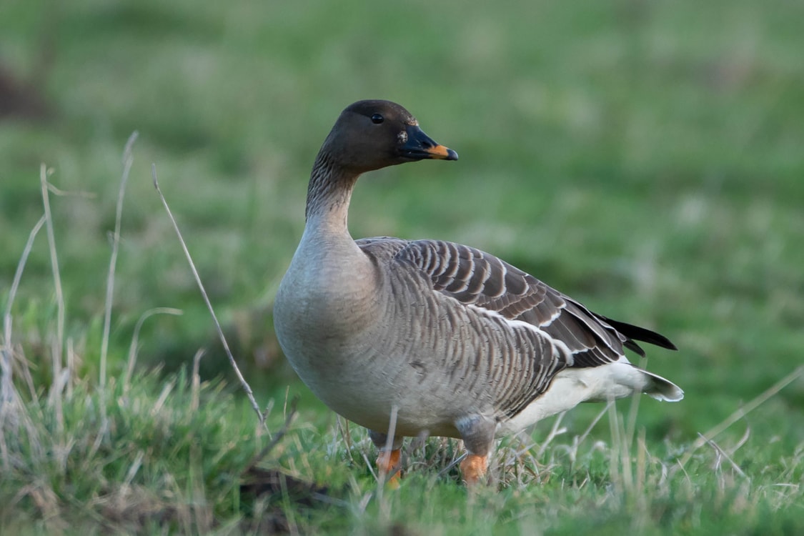 Taiga Bean Goose by Martyn Sidwell BirdGuides