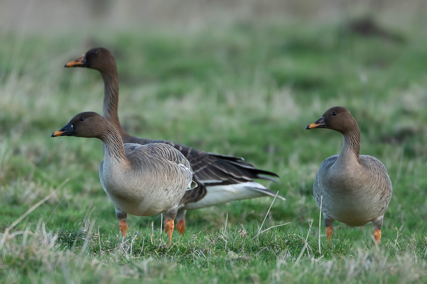 Taiga Bean Goose by Martyn Sidwell BirdGuides