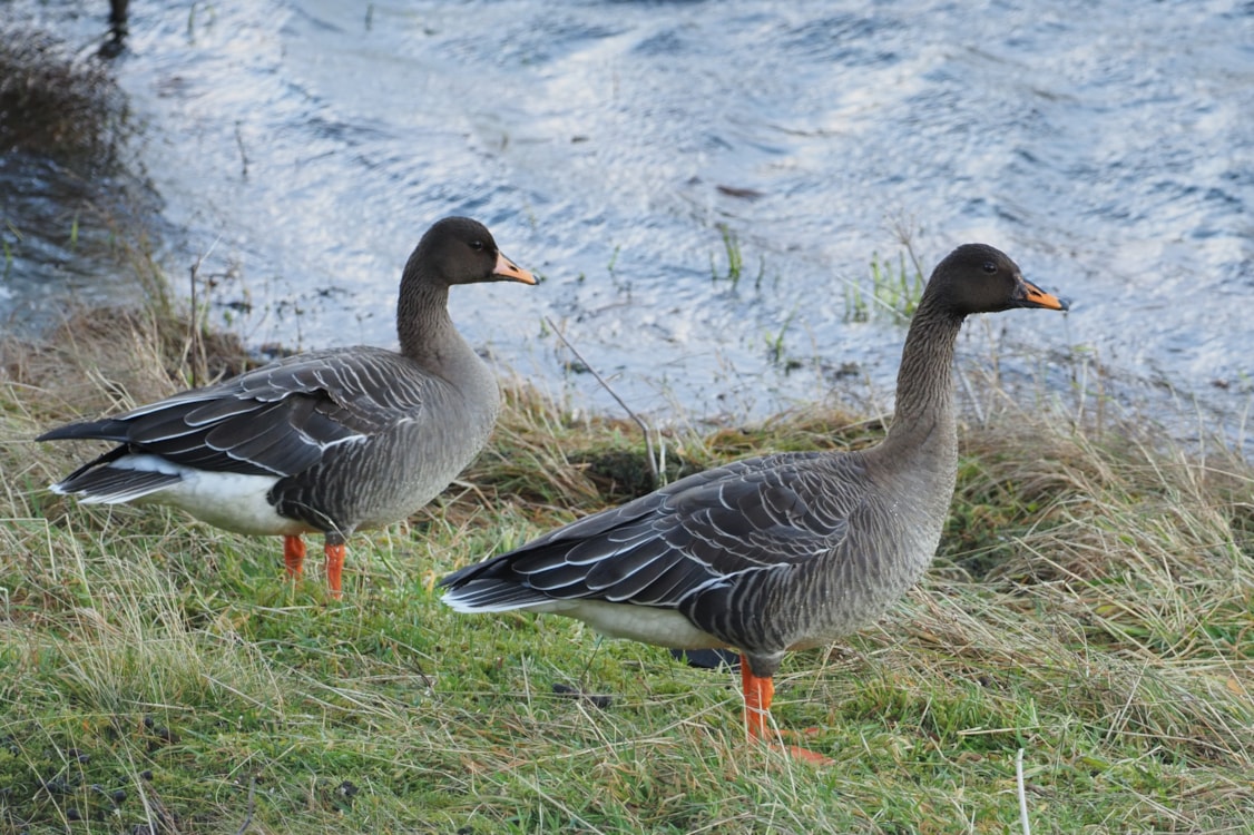 Taiga Bean Goose by Silas Olofson BirdGuides