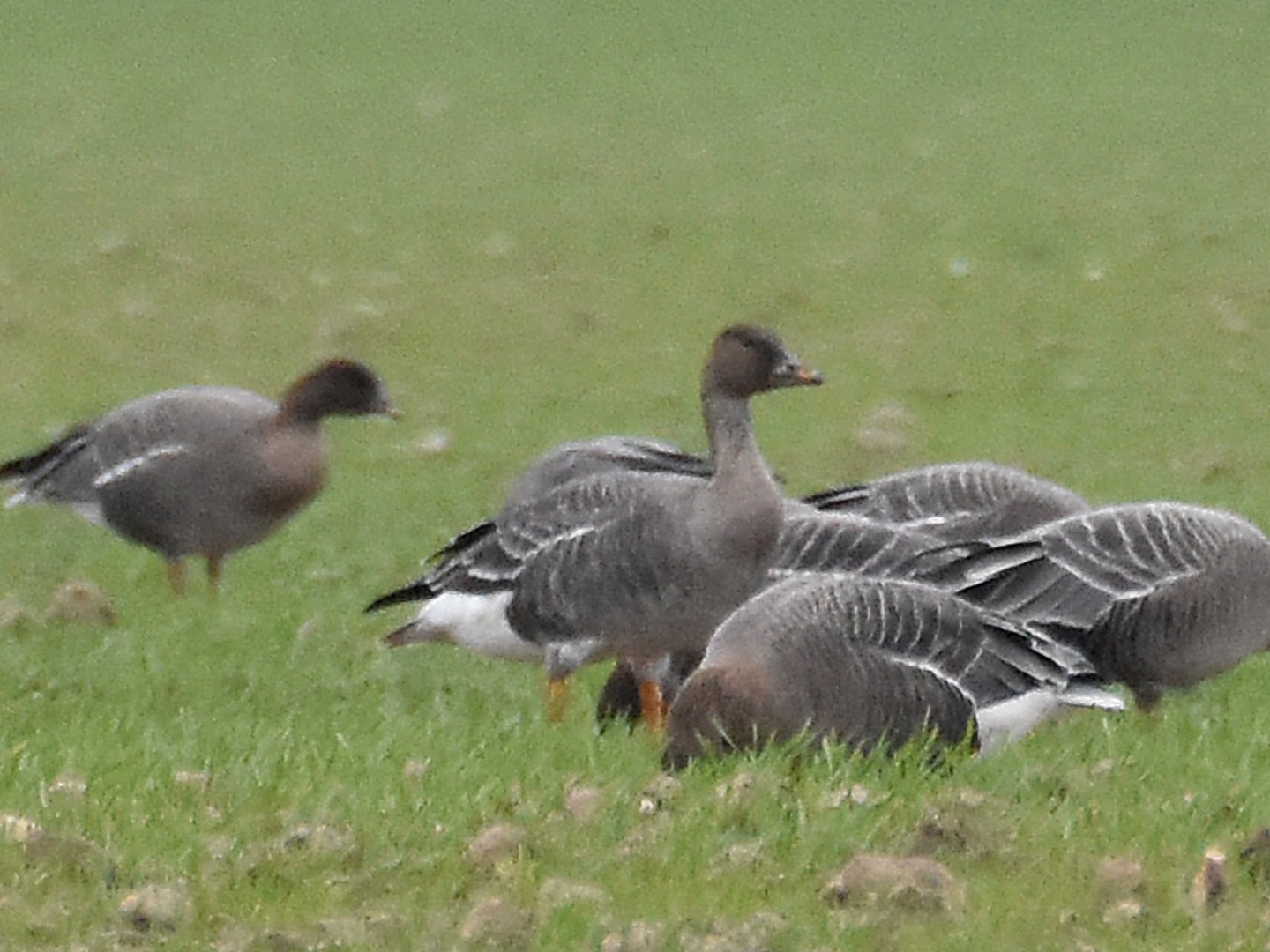 Taiga Bean Goose by Jim Swalwell BirdGuides