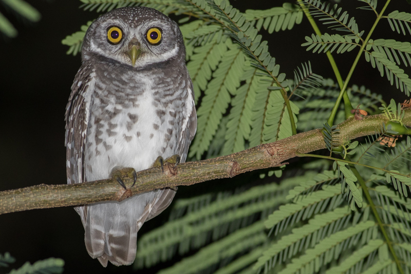 details spotted owlet birdguides