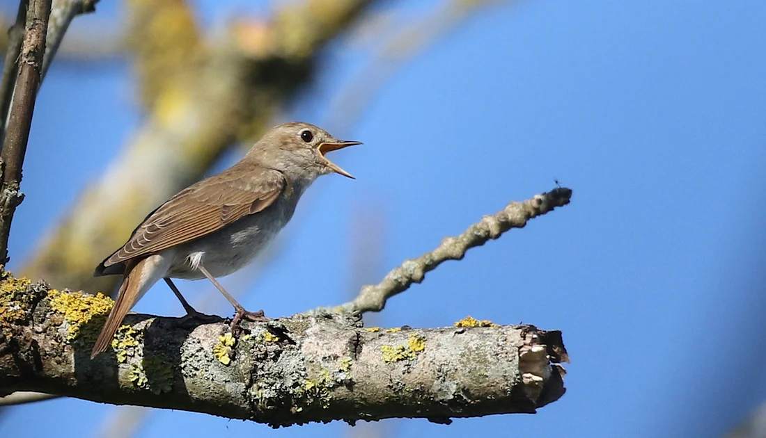 Thrush Nightingale song types completely change in three decades ...