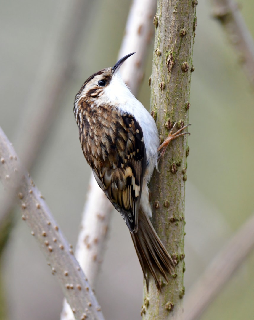 Eurasian Treecreeper by Michael Neate BirdGuides