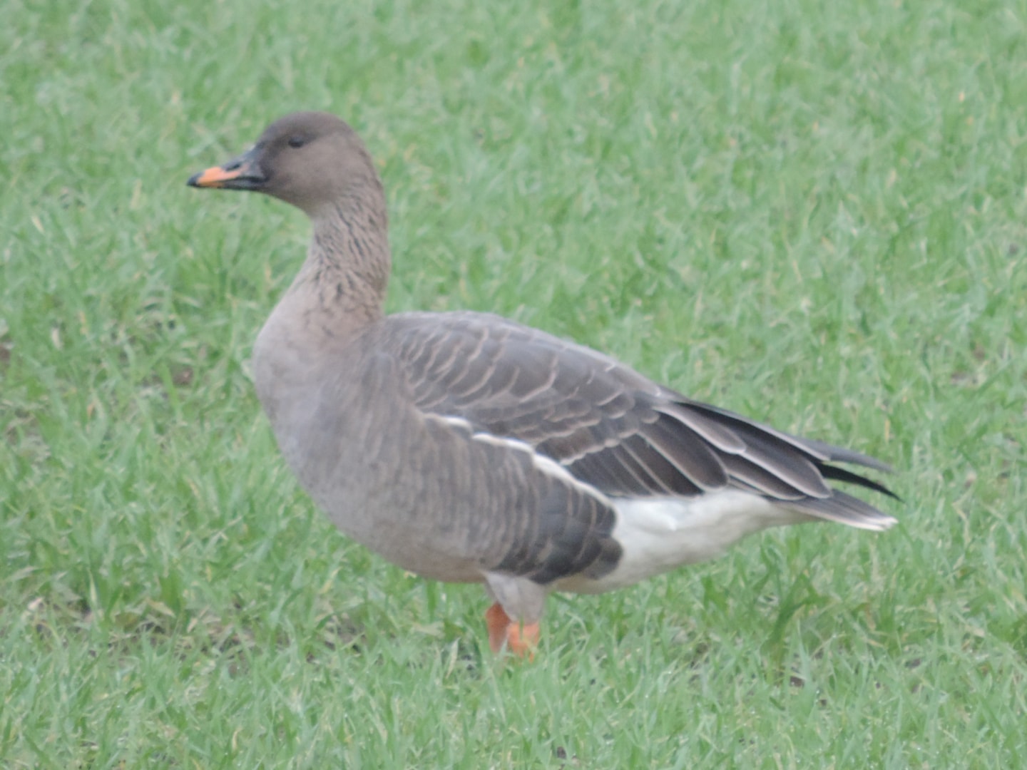 Tundra Bean Goose by Michael Lawrence BirdGuides