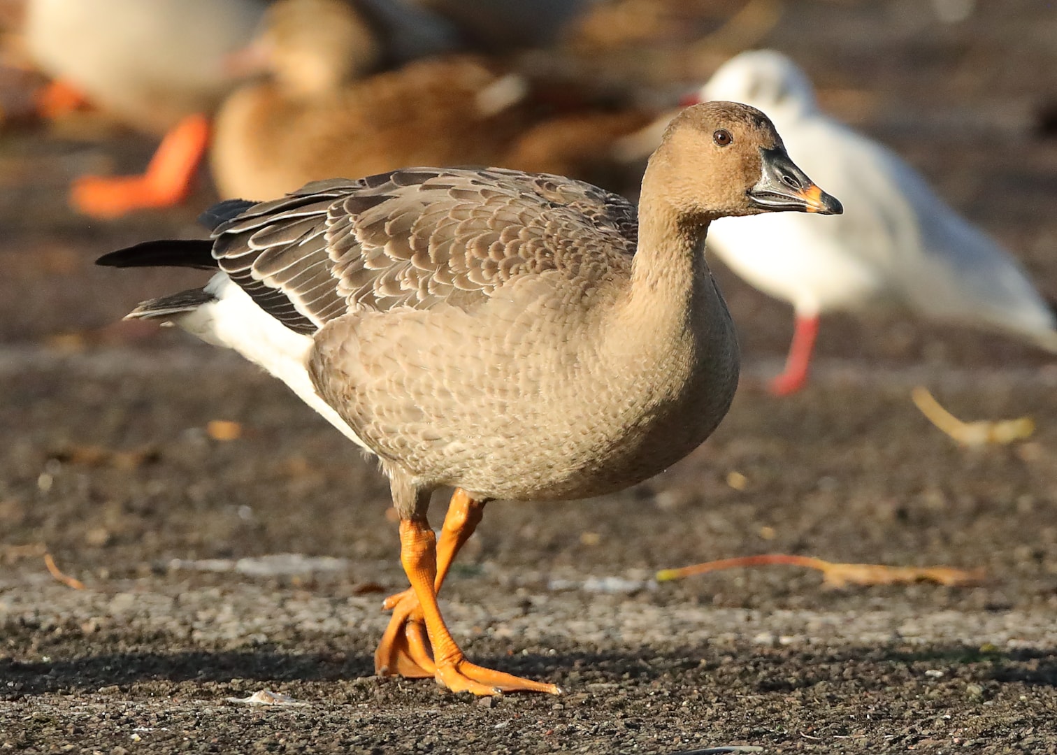Tundra Bean Goose by Mike Trew BirdGuides