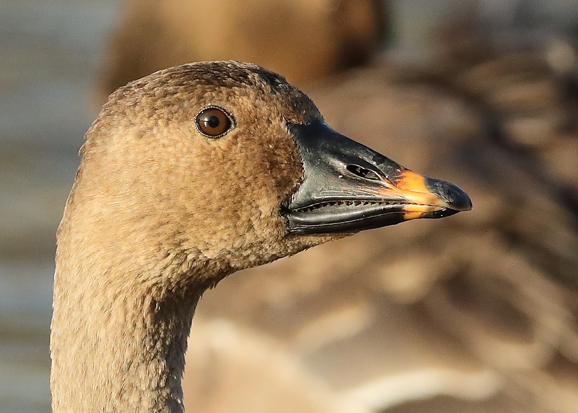 Tundra Bean Goose by Mike Trew BirdGuides