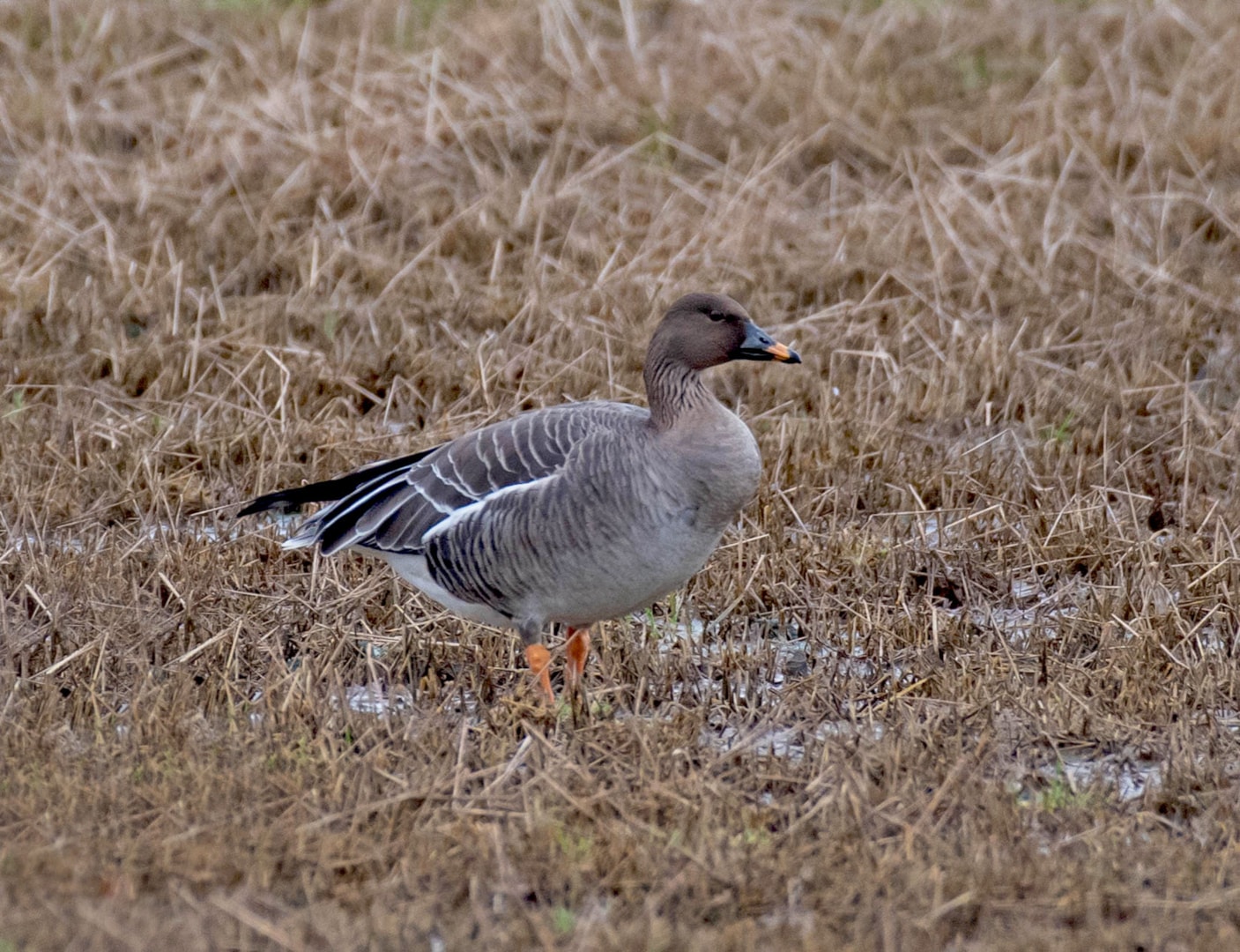 Tundra Bean Goose by Alex Barclay BirdGuides