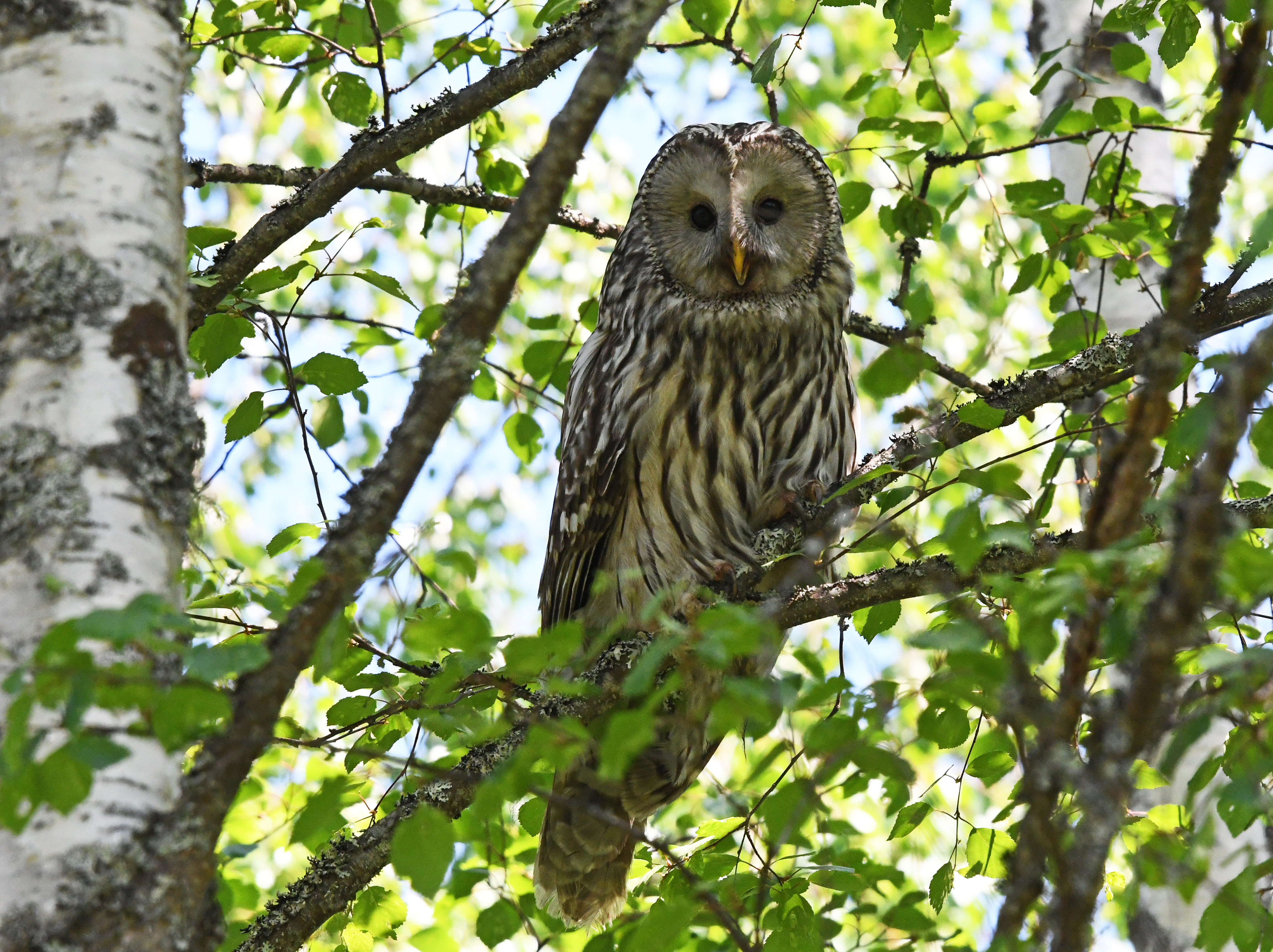 Details Ural Owl BirdGuides