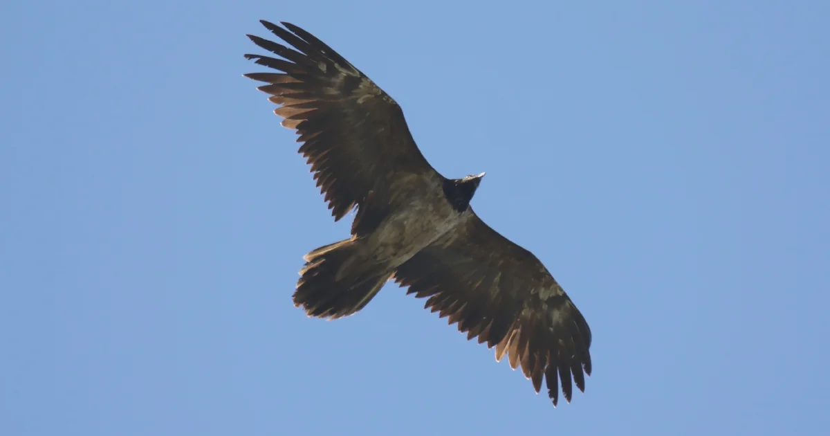 Flurry of ultra-rare raptors on Near Continent - BirdGuides