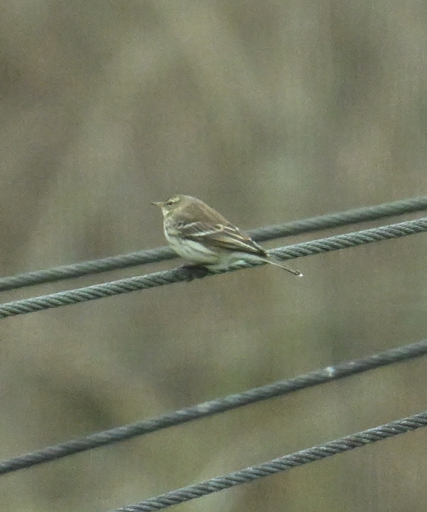 Water Pipit by Roger Hackney - BirdGuides