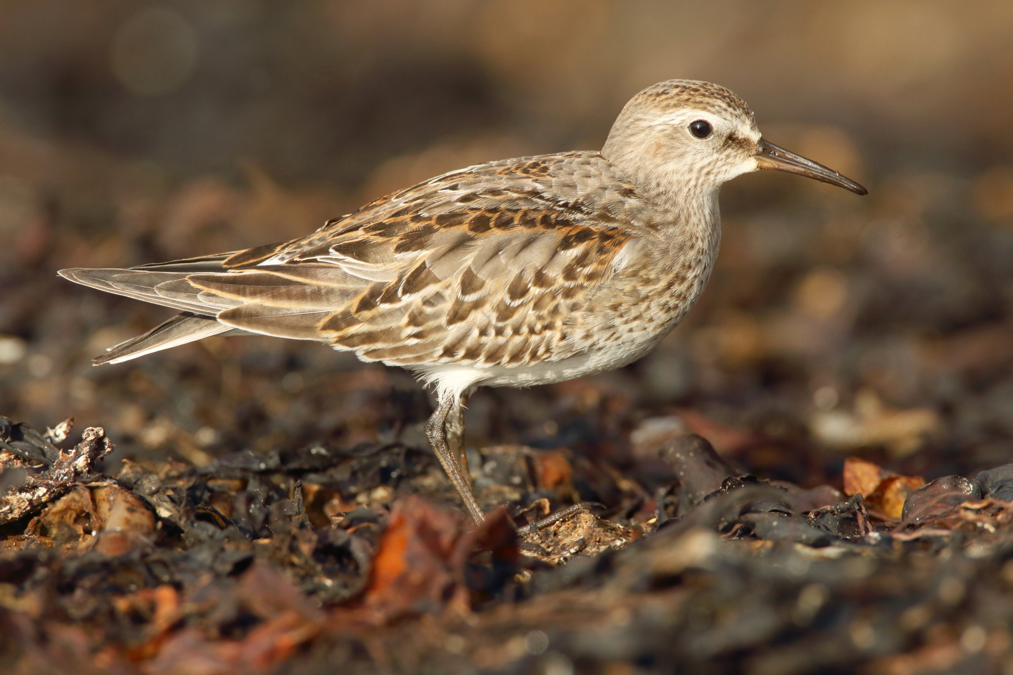 white rumped sandpiper white rumped sandpiper
