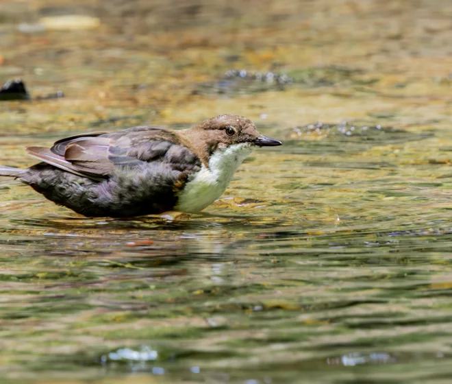 Where to Watch Birds in Gloucestershire: Top Spots for Bird Lovers
