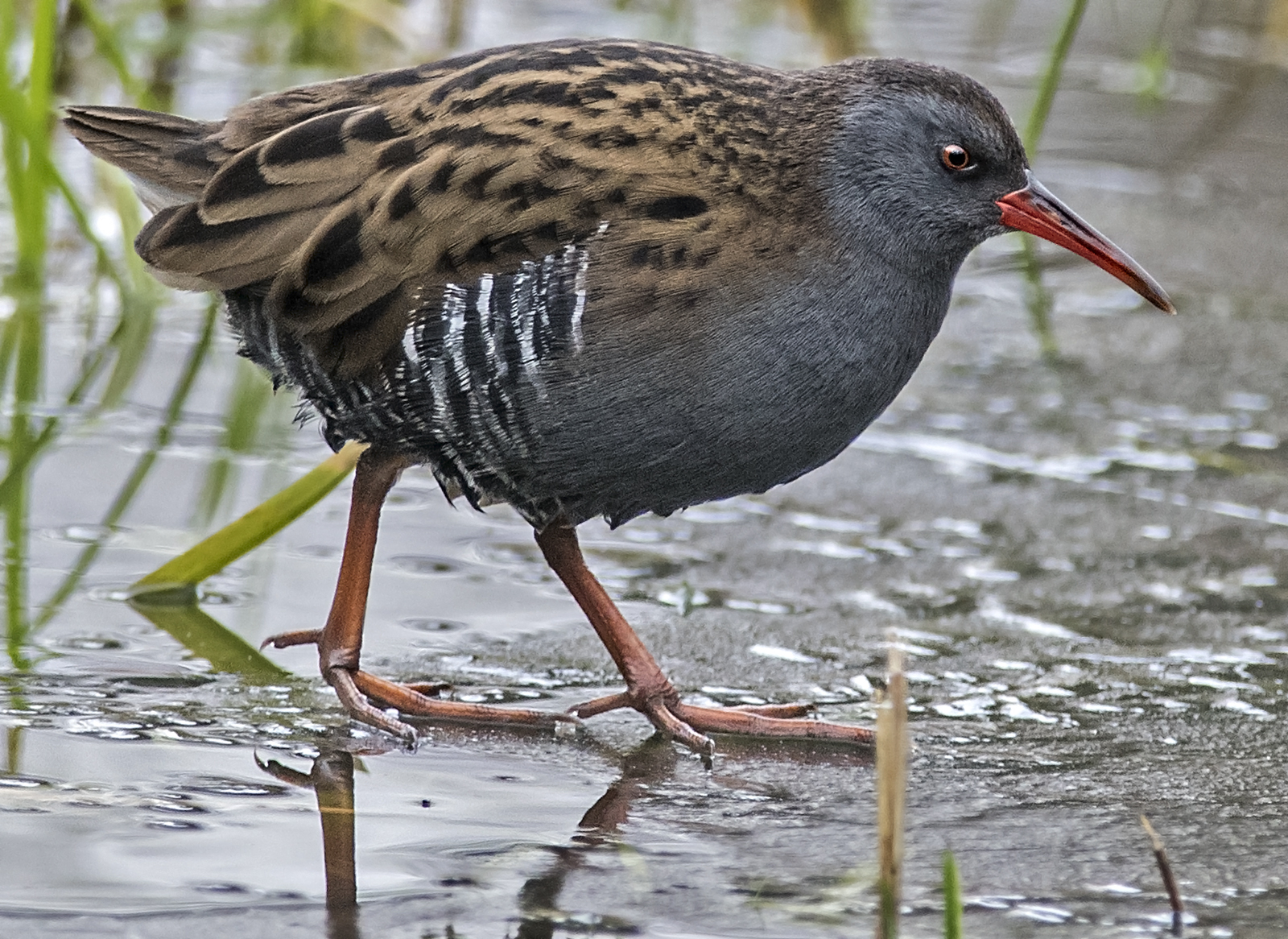 Details Water Rail BirdGuides