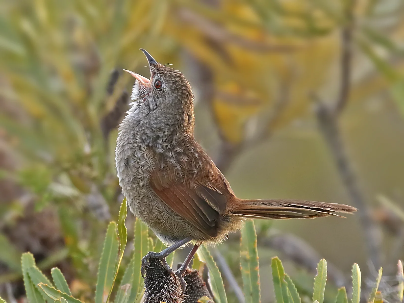 Details : Western Bristlebird - BirdGuides